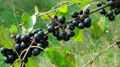 Acı çehre tohumu doğru kullanımı