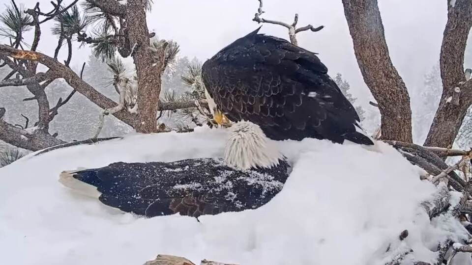 Kartal çiftin 'yumurta nöbeti' kamerada