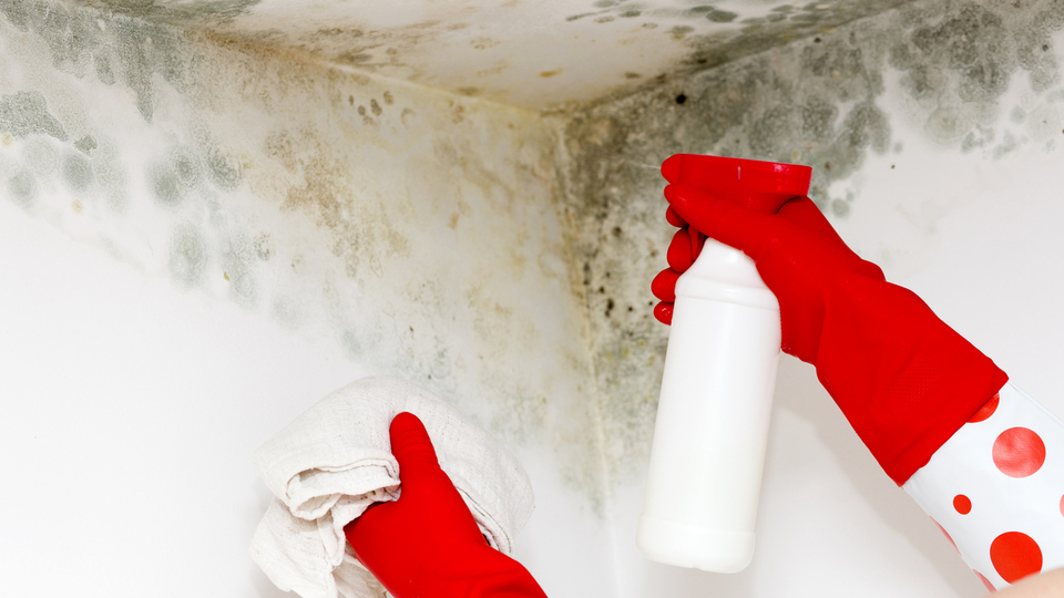 Küf nasıl temizlenir?