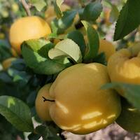 Ayva nasıl saklanır?