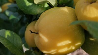 Ayva nasıl saklanır?