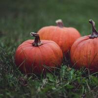 Kabak buzluğa nasıl konur?