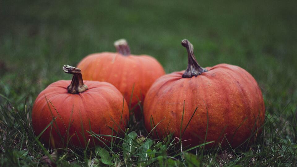 Kabak buzluğa nasıl konur?