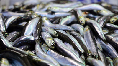 Marmara'daki kirlilik hamsiyi vurdu!