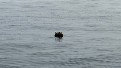 Kastamonu açıklarında tespit edilen mayın imha edildi