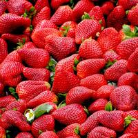 Çilek nasıl yetiştirilir?