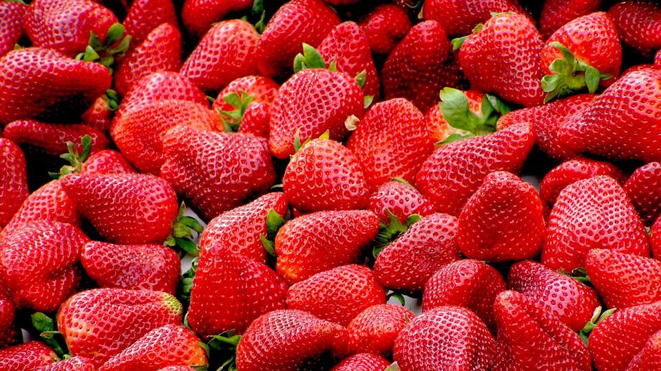 Çilek nasıl yetiştirilir?