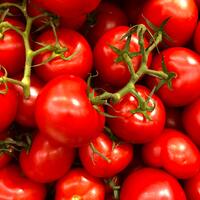 Domates nasıl yetiştirilir?