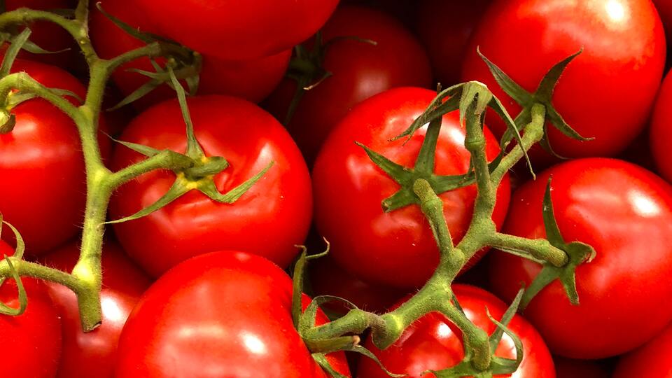 Domates nasıl yetiştirilir?