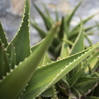 Aloe vera nasıl yetiştirilir?