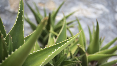Aloe vera nasıl yetiştirilir?