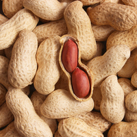 Yer fıstığı nasıl yetişir?