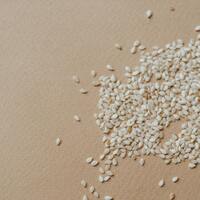 Susam nasıl yetişir?