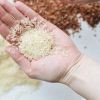 Pirinç nasıl yetişir?