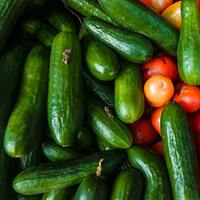 Salatalık nasıl yetiştirilir?