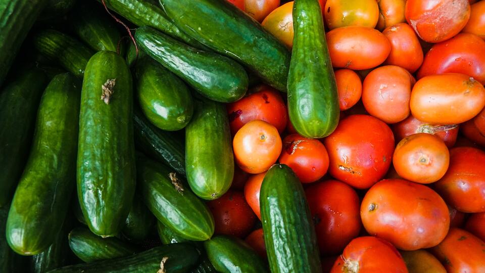 Salatalık nasıl yetiştirilir?