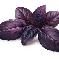 Reyhan nasıl tüketilir?