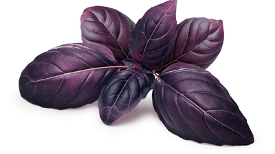 Reyhan nasıl tüketilir?