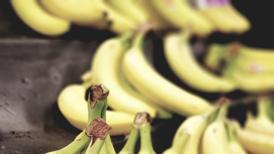 Muz nasıl yetişir?