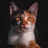 Kedilerin neden bıyıkları vardır?