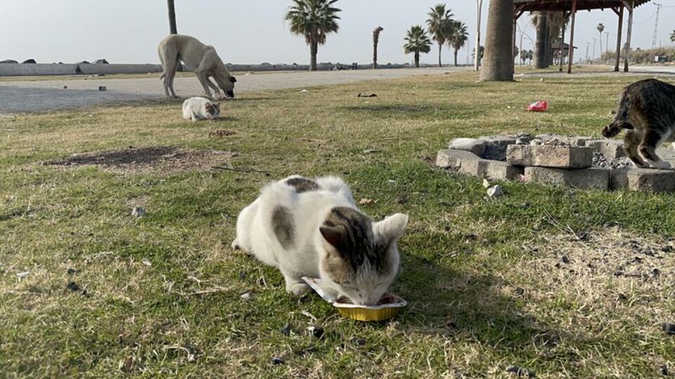 Hatay'a gönderilen mamalar sahipsiz hayvanlara ulaştırılıyor