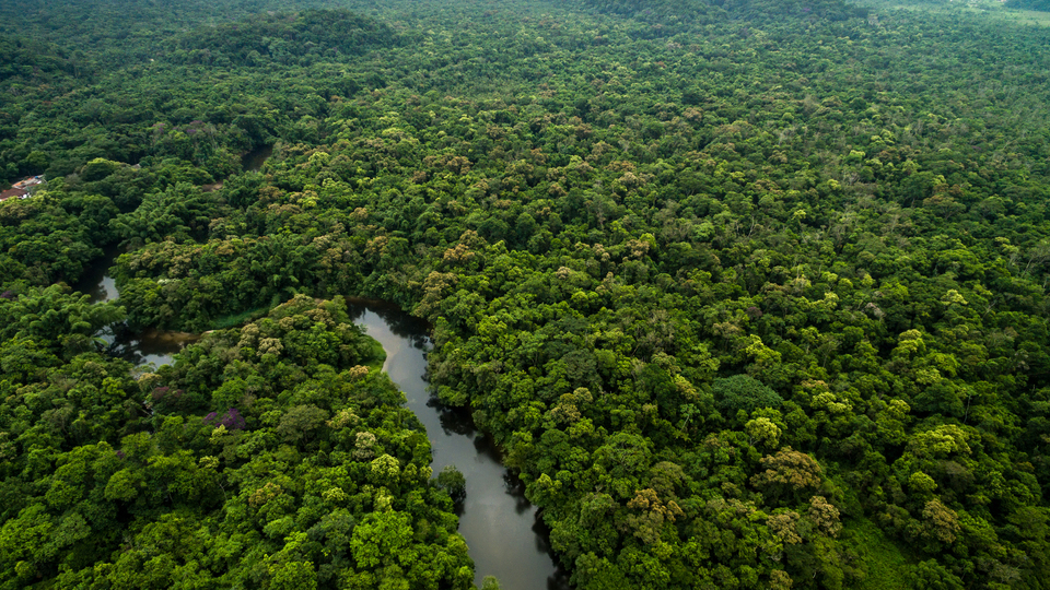Amazon ormanlarında kayboldu, 31 gün sonra sağ bulundu