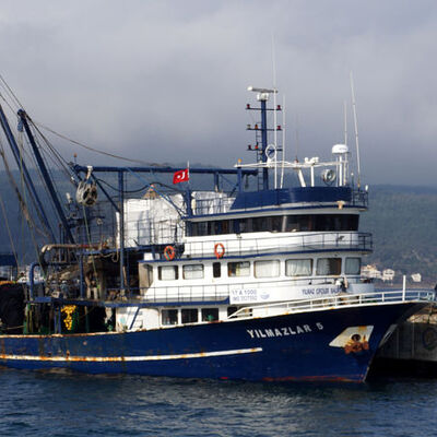 Balıkçıların ağına uçan balık takıldı
