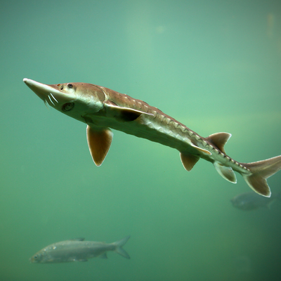 Dikkat çeken grip araştırması! 600 milyon yıl önce bir balıktan mı kaynaklandı?