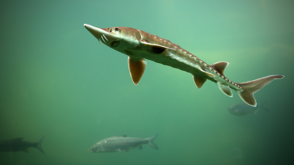 Dikkat çeken grip araştırması! 600 milyon yıl önce bir balıktan mı kaynaklandı?