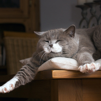 Kediler neden nefes alırken ağızlarını açar?