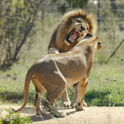 Yaban hayatı için büyük tehlike