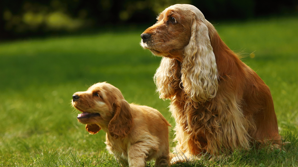 Cocker Köpekler kaç yıl yaşar?