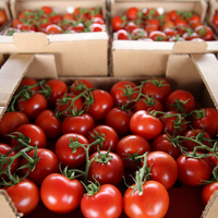 'İhracat kısıtlaması üreticileri olumsuz etkileyecek'