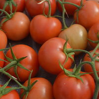 Seracılardan ihracat yasağı açıklaması