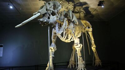 3500 yıllık 'Maraş Fili' korumaya alındı