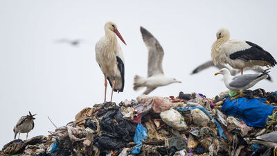 'Leylek Jonas' İstanbul'da görüntülendi!