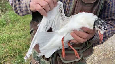 Misina ipine dolanan martıyı temizlik işçisi kurtardı