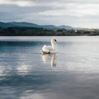 Kuğuların ölüm sesi: Kuğu şarkısı