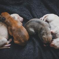 Neden bazı hayvanlar kendi yavrularını yer?