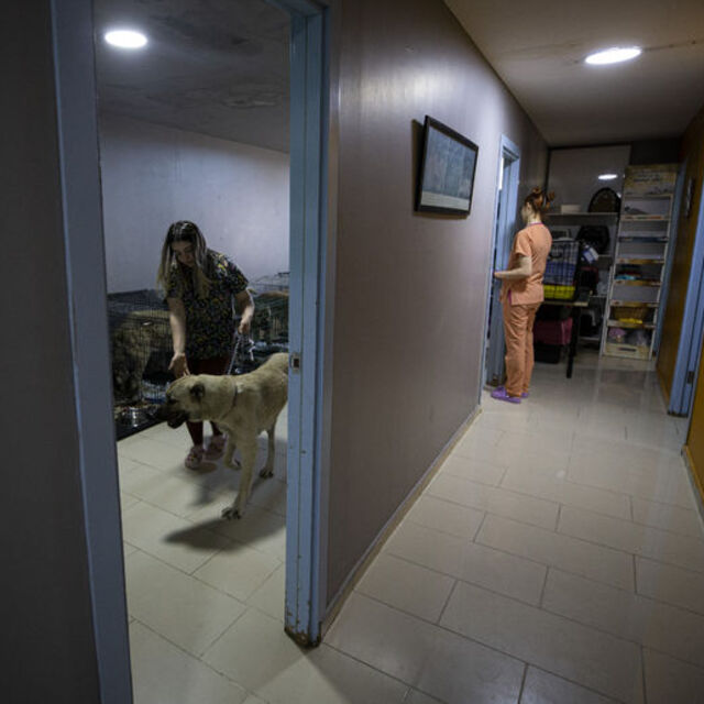 Deprem bölgesindeki veterinerler için karar