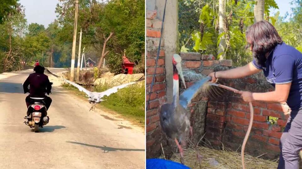 Tarlada yaralı halde buldu, dostu oldu!