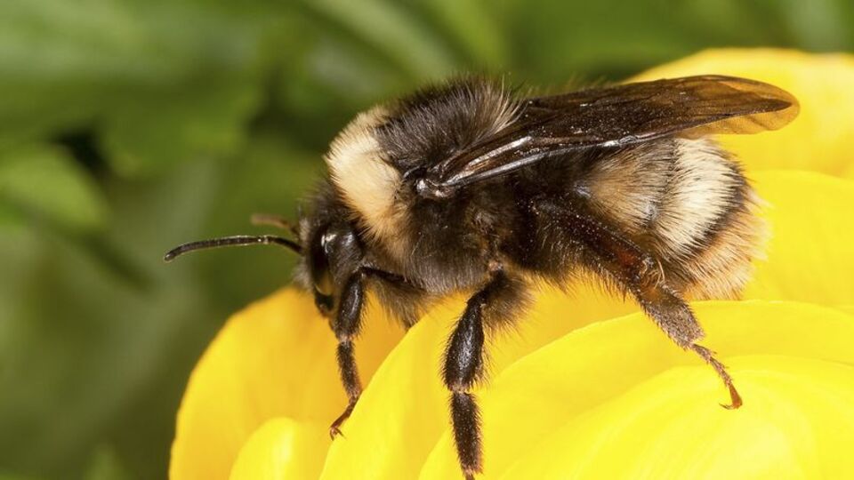 Arıların zekası şaşırttı... Bulmacayı böyle çözdüler!