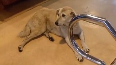 Sokak köpeği vapura binince seferi iptal etti!