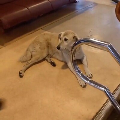 Sokak köpeği vapura binince seferi iptal etti!