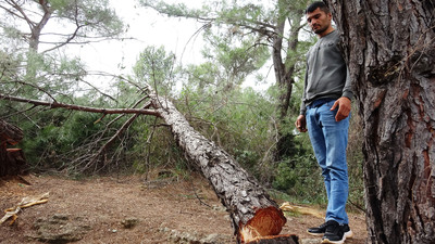Yarım asırlık ağaçları kesip kaçtılar!