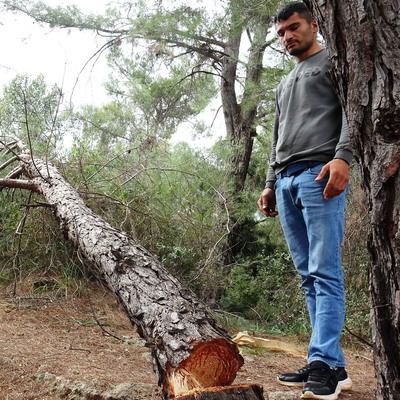 Yarım asırlık ağaçları kesip kaçtılar!