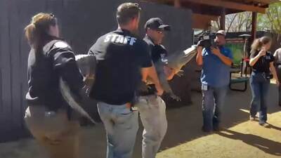 20 yıl önce çalınmıştı! 2.5 metrelik timsah yuvasına geri döndü