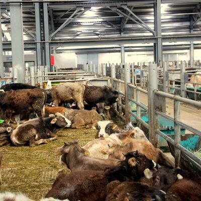 Bakanlık açıkladı! 8 işletmeye 'şap' karantinası