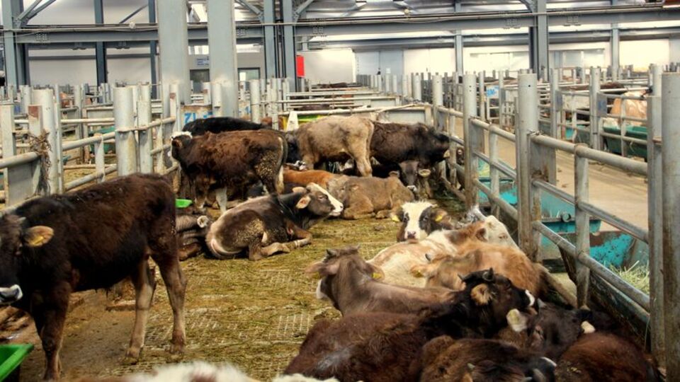 Bakanlık açıkladı! 8 işletmeye 'şap' karantinası