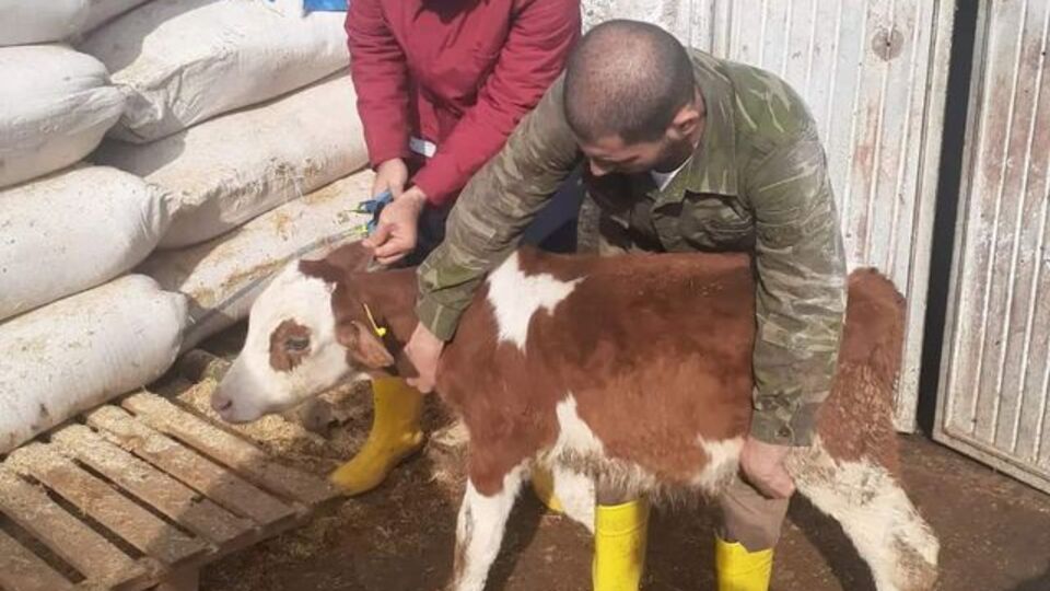 Şap hastalığı nedeniyle hayvan giriş ve çıkışı yasaklandı